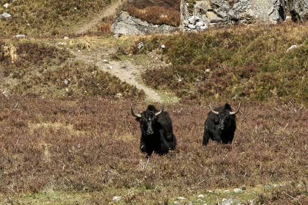 Yaks à Langshisa Kharka