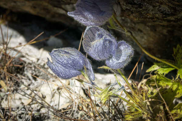 Fleurs d'altitude