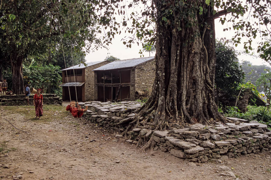 Banian et balançoire