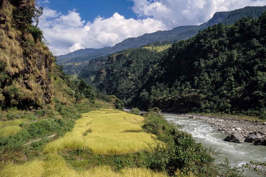 Rizière le long de la Budhi Gandaki