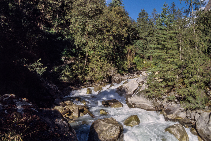 Torrent et conifères