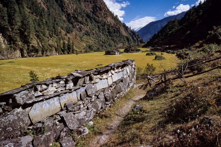 Mur de manis et champ d'orge