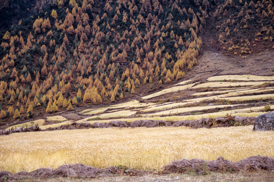 Champs d'orge et mélèzes