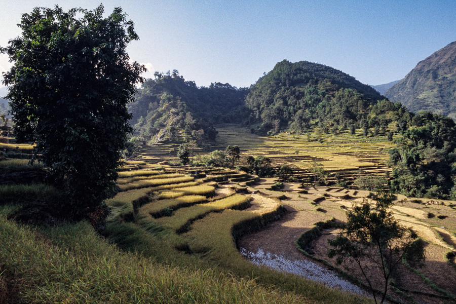 Rizières près de Bahundanda