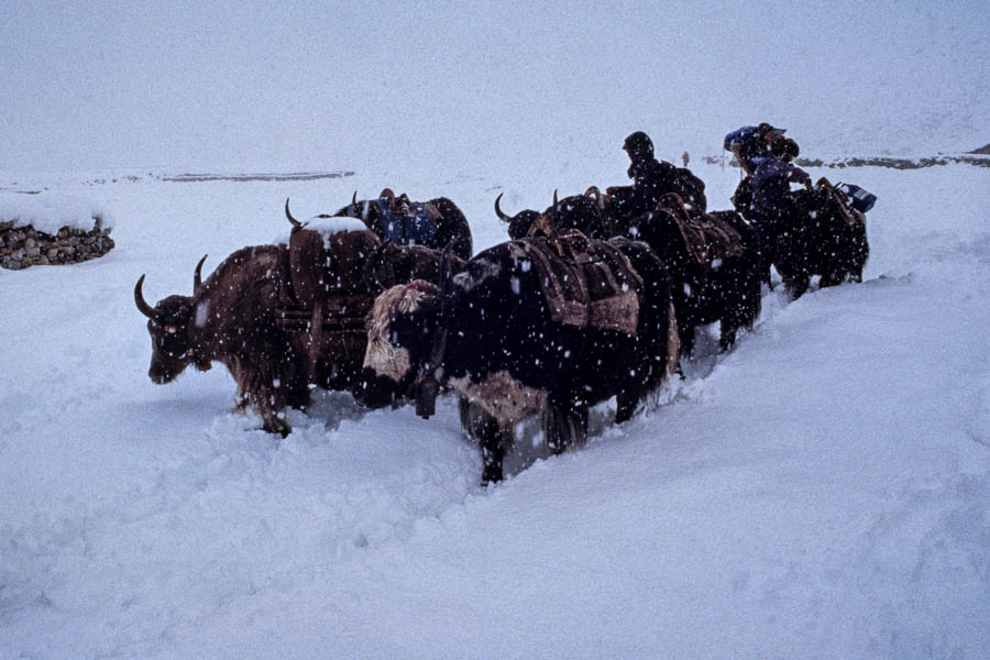 Yaks dans la neige à Pheriche