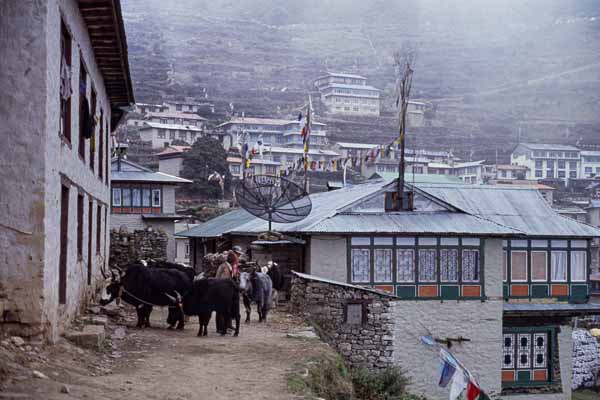 Yaks, drapeaux à prières et antenne satellite