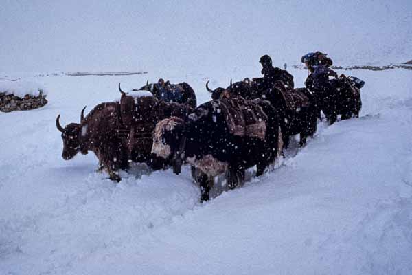 Yaks dans la neige