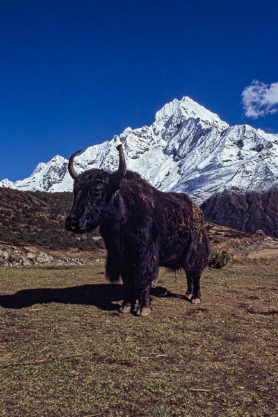 Syangboche : yak devant le Thamserku, 6608m