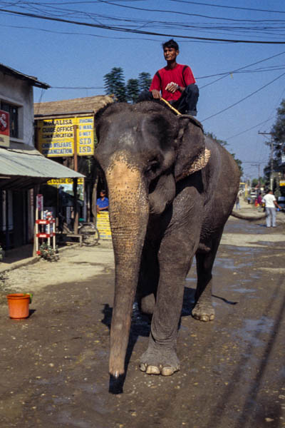 Éléphant dans Sauraha