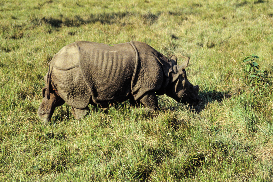 Rhinocéros femelle