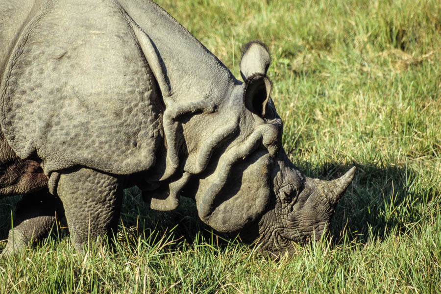 Rhinocéros