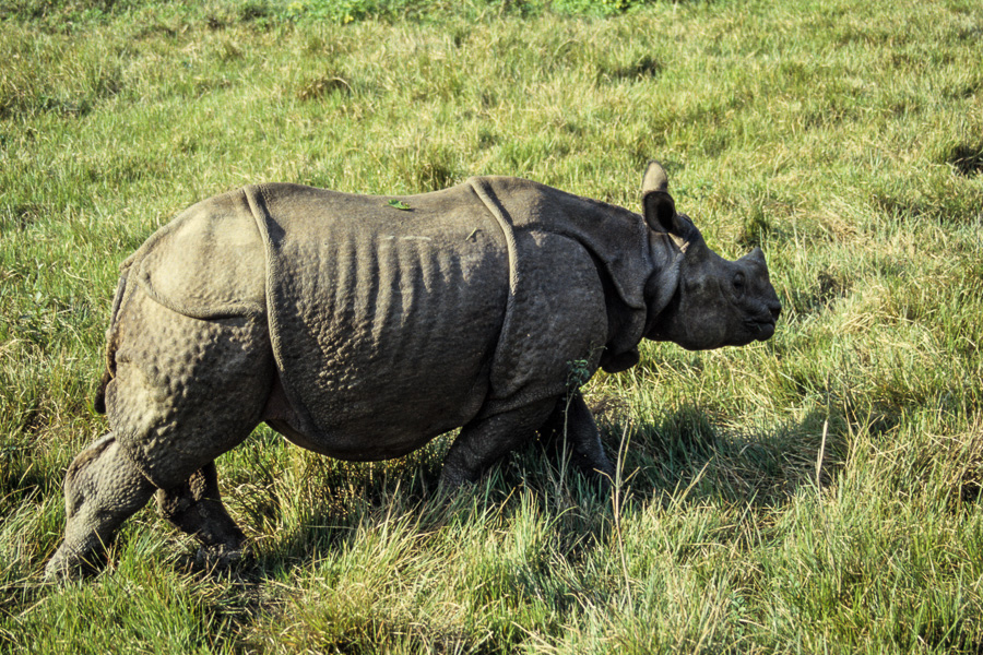 Rhinocéros femelle