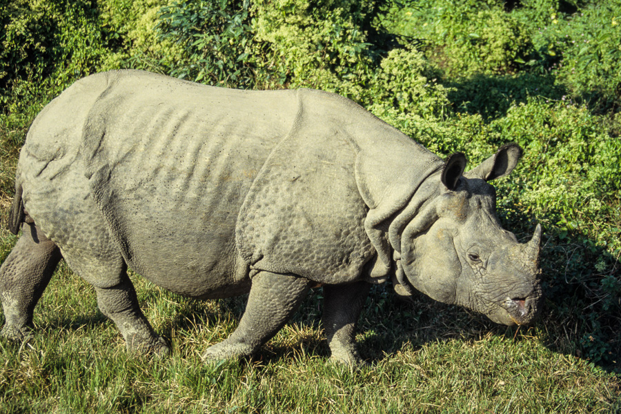 Rhinocéros mâle