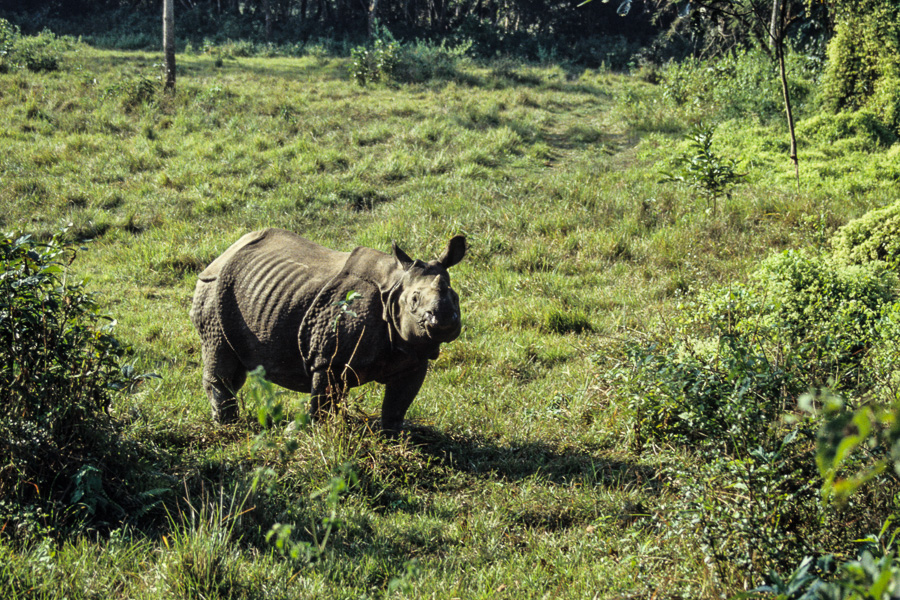 Rhinocéros femelle