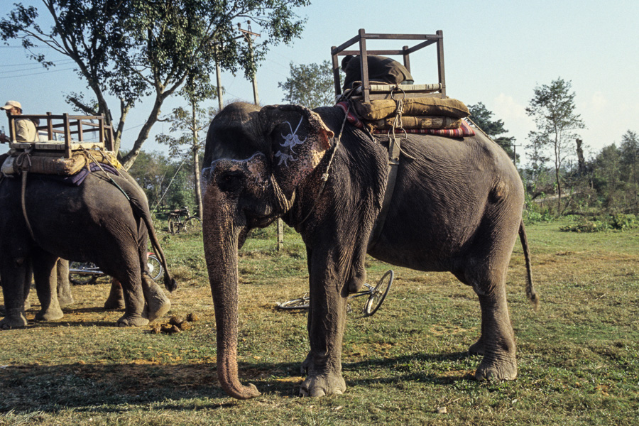 Éléphant-taxi pour excursion dans la jungle