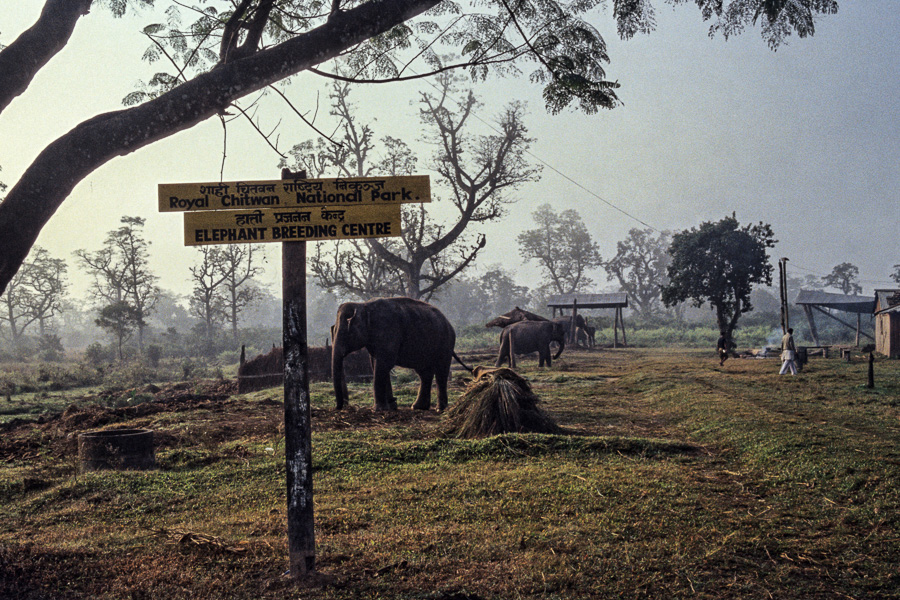 Ferme des éléphants