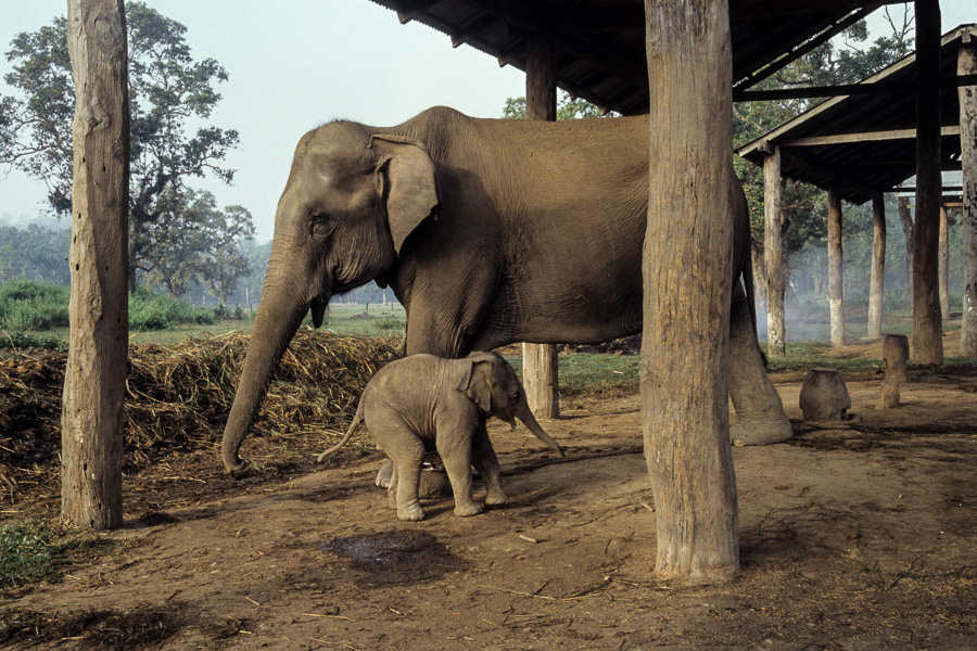 Ferme des éléphants : femelle et éléphanteau de 20 jours