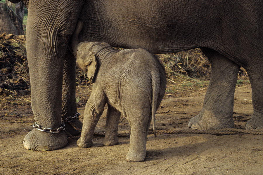 Ferme des éléphants : femelle et éléphanteau de 20 jours