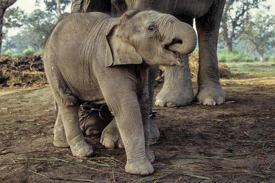 Ferme des éléphants : éléphanteau de 20 jours