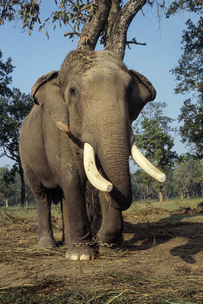 Ferme des éléphants : mâle