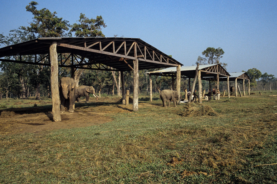 Ferme des éléphants : vue générale