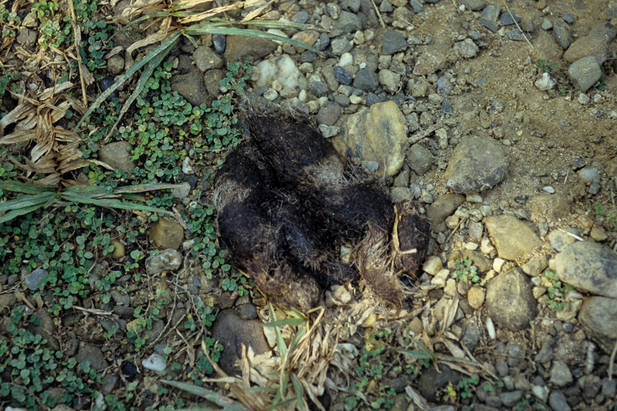20000 lacs : crotte de tigre