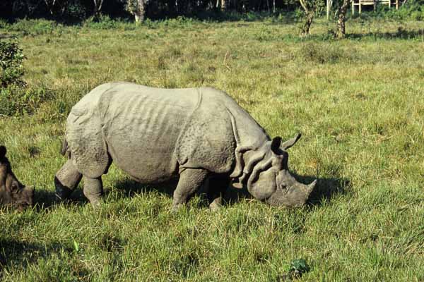 Rhinocéros