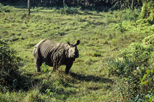 Rhinocéros